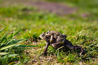 Two Toads Mating in Green Grass