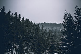 Snowy Pine Forest in Winter Fog