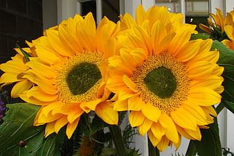 Vibrant Yellow Sunflowers Close-Up with Green Leaves