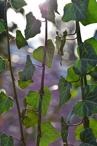 Backlit Ivy Leaves with Sunlight and Bokeh Background