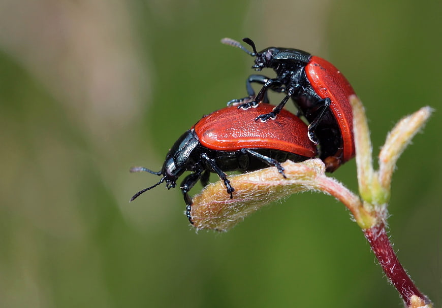 Macro photography of two red and black beetles mating on a plant stem