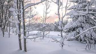 Serene Snow-Covered Forest with Distant Mountain View