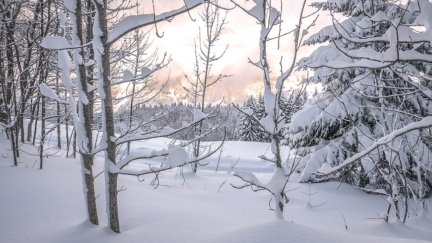 Serene Snow-Covered Forest with Distant Mountain View