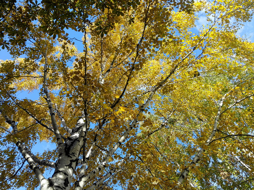 Low angle view of birch trees with yellow autumn leaves against blue sky