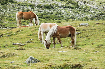 Wild Horses Grazing on Rocky Mountain Pasture