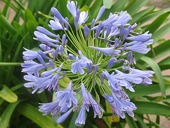 Close-up of purple agapanthus flower with green leaves