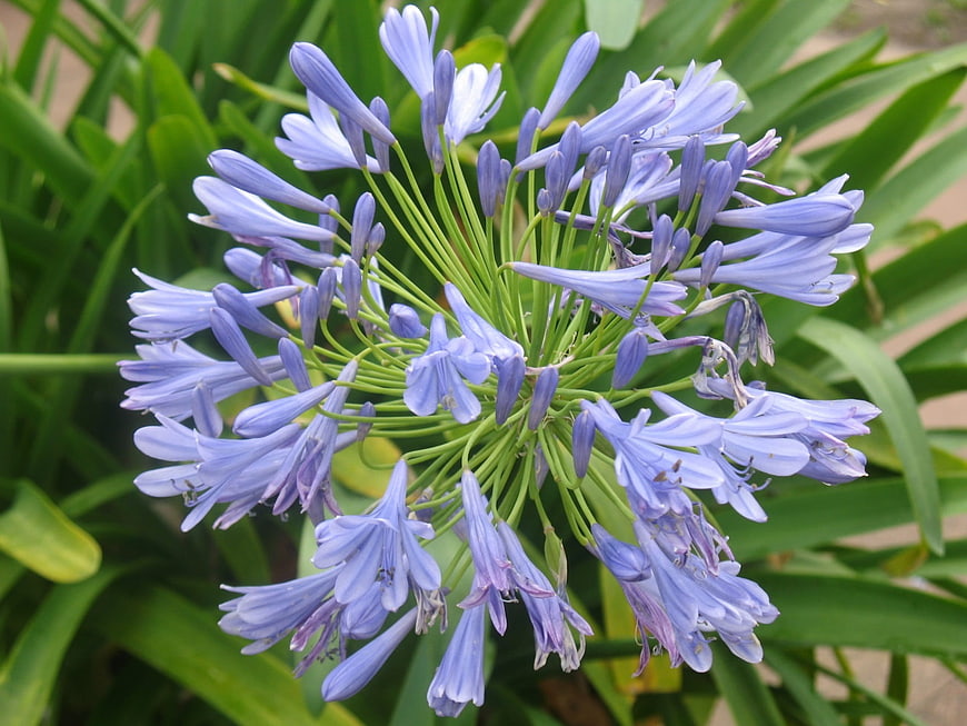 Close-up of purple agapanthus flower with green leaves
