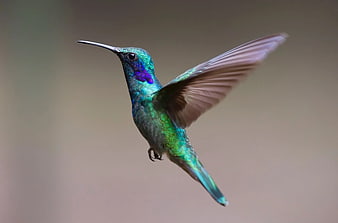Vibrant Green Hummingbird in Flight with Purple Throat