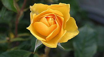 Close-up of a vibrant yellow rose with blurred green background