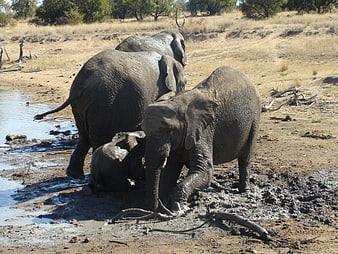 Wild Elephants Playing in Mud at Waterhole