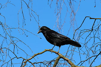 Black Crow Perched on Bare Branch Against Blue Sky