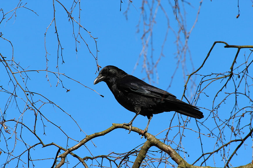 Black Crow Perched on Bare Branch Against Blue Sky