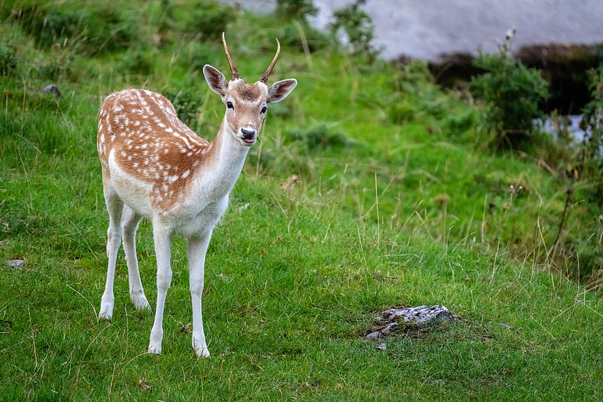 Young Spotted Deer Buck Standing in Green Meadow