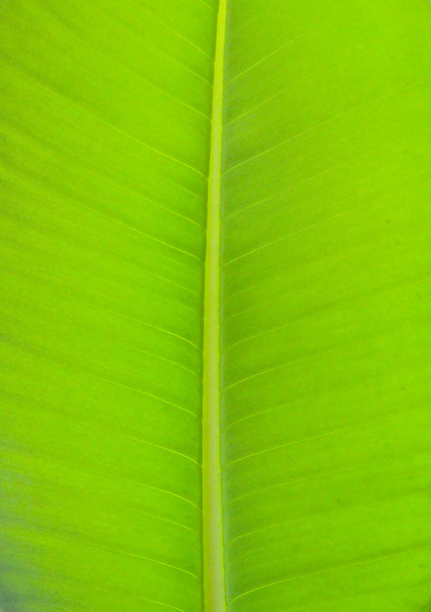 Close-up of vibrant green banana leaf texture