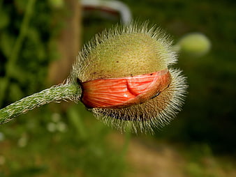 Close-up of a fuzzy poppy bud about to bloom