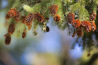 Close-up of pine cones hanging from a fir branch