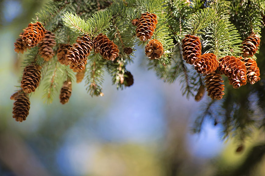 Close-up of pine cones hanging from a fir branch