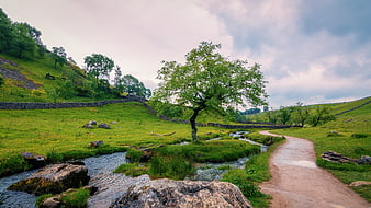 Lone tree by stream in Yorkshire Dales landscape