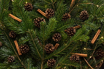 Christmas Fir Branches with Pine Cones and Cinnamon Sticks