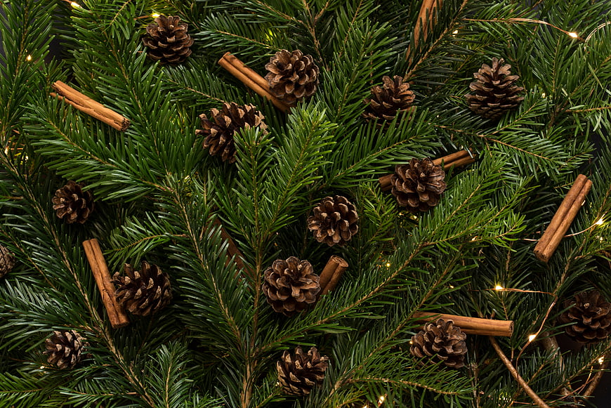 Christmas Fir Branches with Pine Cones and Cinnamon Sticks