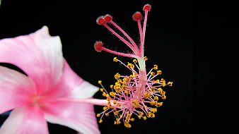 Close-up of Pink Hibiscus Flower Stamen on Black Background