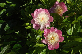 Pink Peonies with White Centers in Green Garden