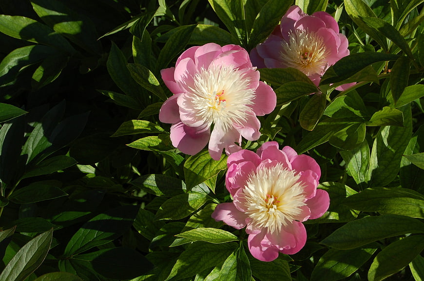 Pink Peonies with White Centers in Green Garden