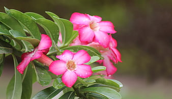 Vibrant Pink Desert Rose Flowers with Water Droplets