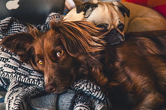 Brown Gordon Setter and Pug resting on cozy blanket