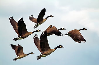 Flock of Canada Geese Flying in Formation Against Blue Sky