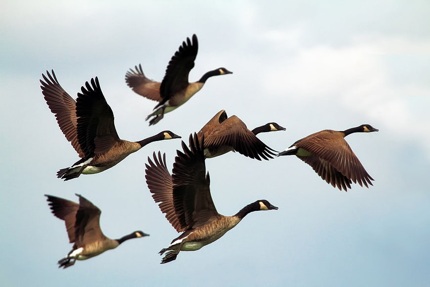 Flock of Canada Geese Flying in Formation Against Blue Sky