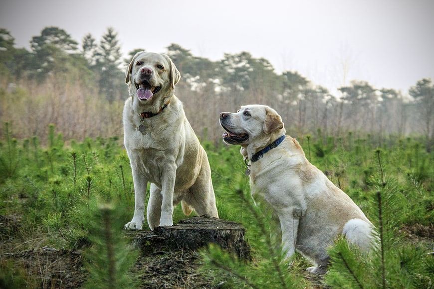 Two yellow labradors in a pine forest setting