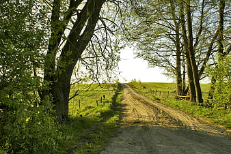Rural Sandy Country Road Lined With Trees And Green Fields