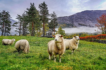 Sheep grazing in a misty Norwegian mountain meadow with pine forest