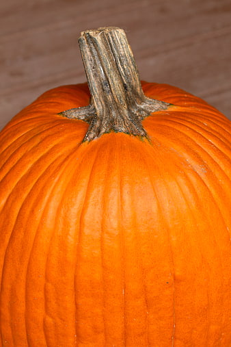 Close-up of a ripe orange pumpkin with textured stem