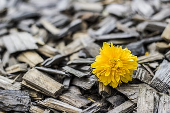 Vibrant yellow flower resting on weathered wood chips