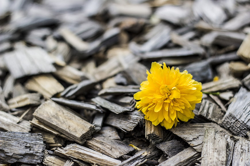 Vibrant yellow flower resting on weathered wood chips