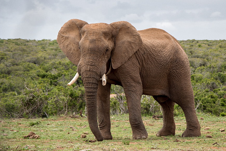 African Elephant Standing In Wild Savanna Landscape