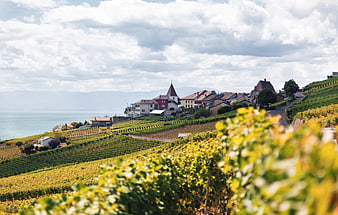 Scenic Vineyard Landscape with Village and Lake View