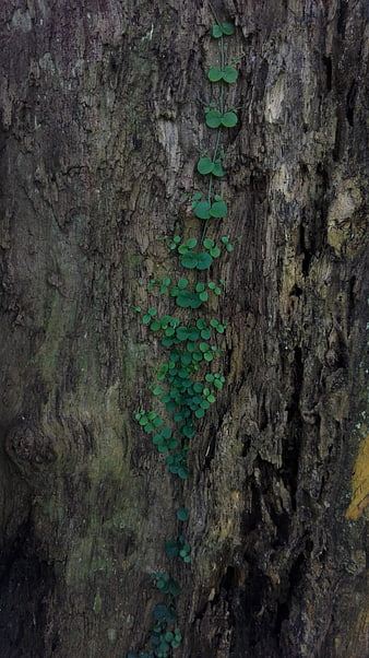Green Vine Climbing Rough Tree Bark Texture