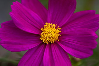 Vibrant Pink Cosmos Flower with Yellow Center Close Up