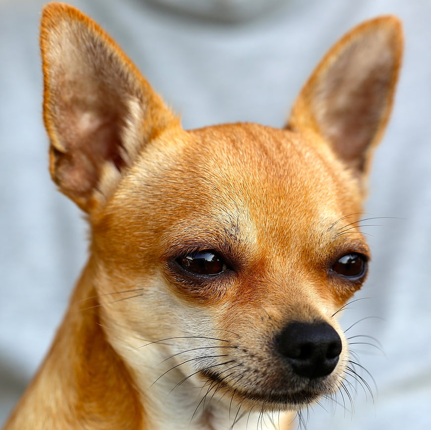 Close-up portrait of a tan chihuahua dog with large ears