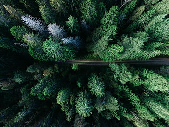 Aerial View of Forest Road Through Dense Coniferous Trees