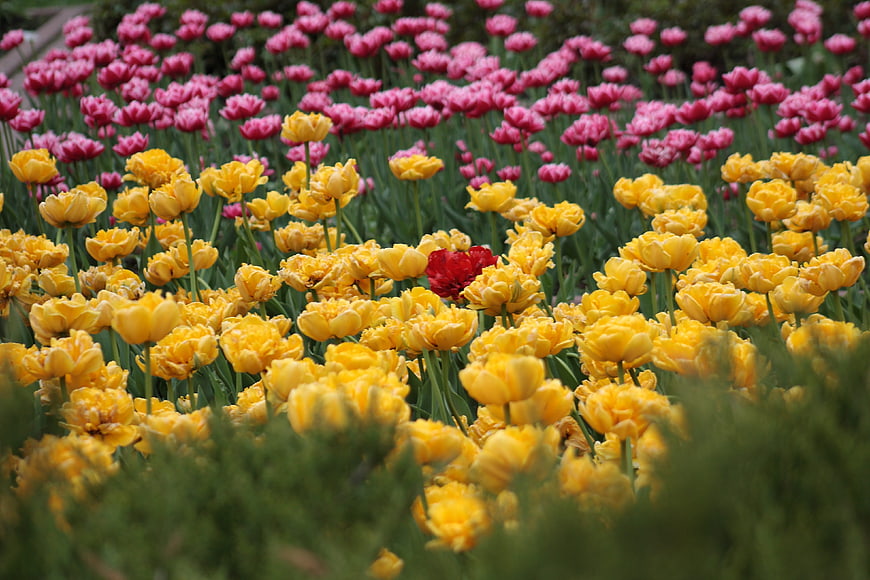 Vibrant Yellow and Pink Tulip Garden with Single Red Flower