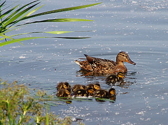 Mother duck and ducklings swimming in pond