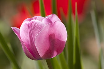Close-up of a vibrant pink tulip in a garden