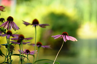 Pink coneflowers in a garden with blurred green background