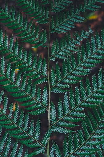 Close-up of green fern frond with detailed texture