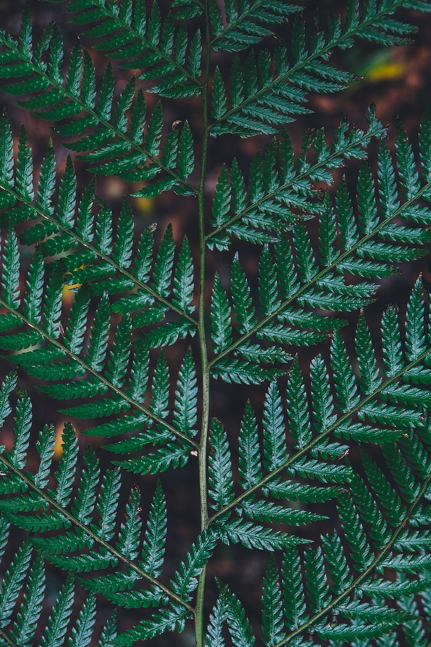 Close-up of green fern frond with detailed texture