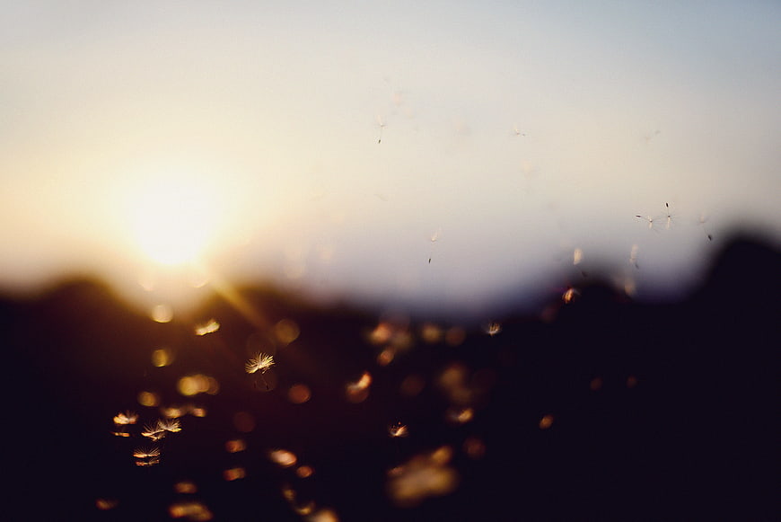 Dandelion seeds floating in golden sunset light